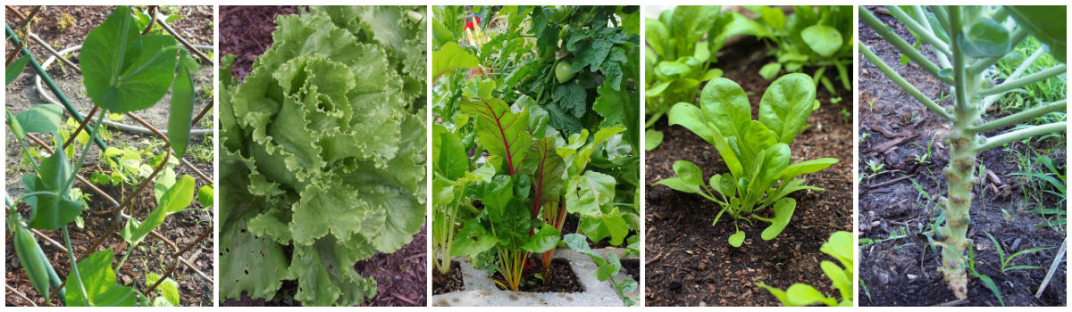 Collage showing cold-hardy early spring planting: peas, lettuce, Swiss chard, spinach and Brussels sprouts.