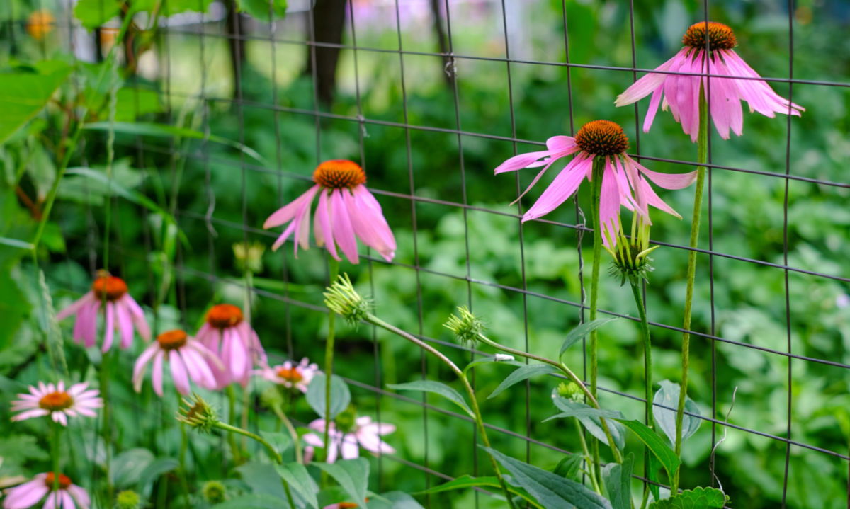 Pink coneflowers planted along a backyard fence to soften the metal.