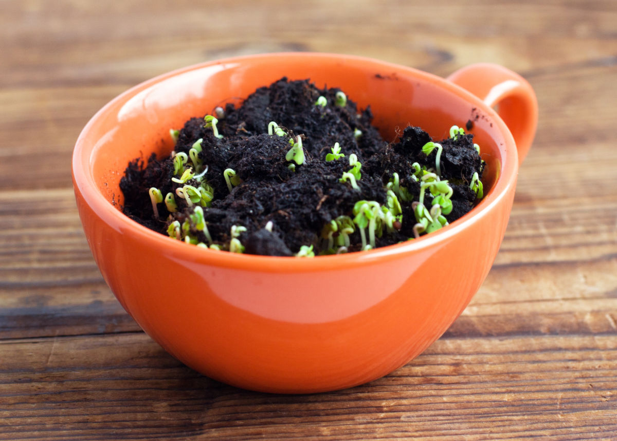 An orange tea cup used as containers for starting seeds indoors.