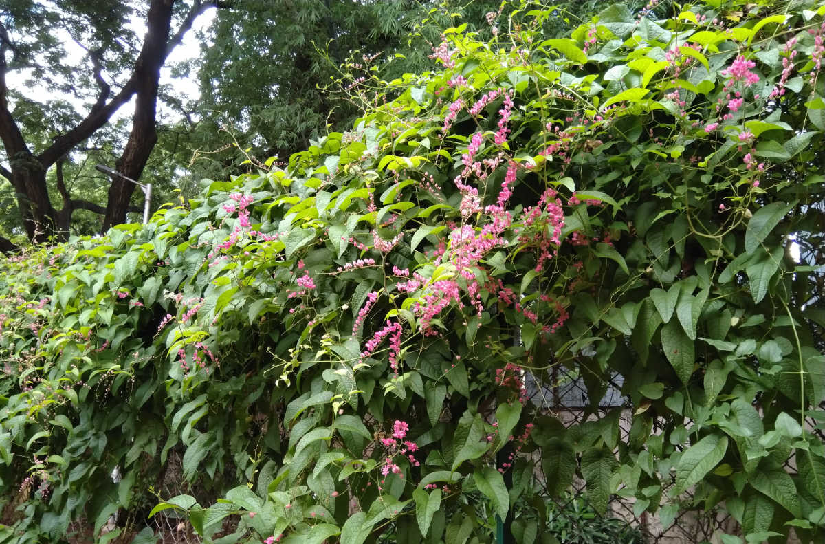 Pink flowering coral vine covering a fence line.
