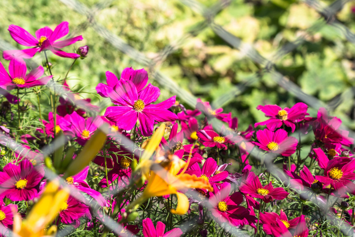 Tall cosmos flowers poking through the metal of a chain link fence.