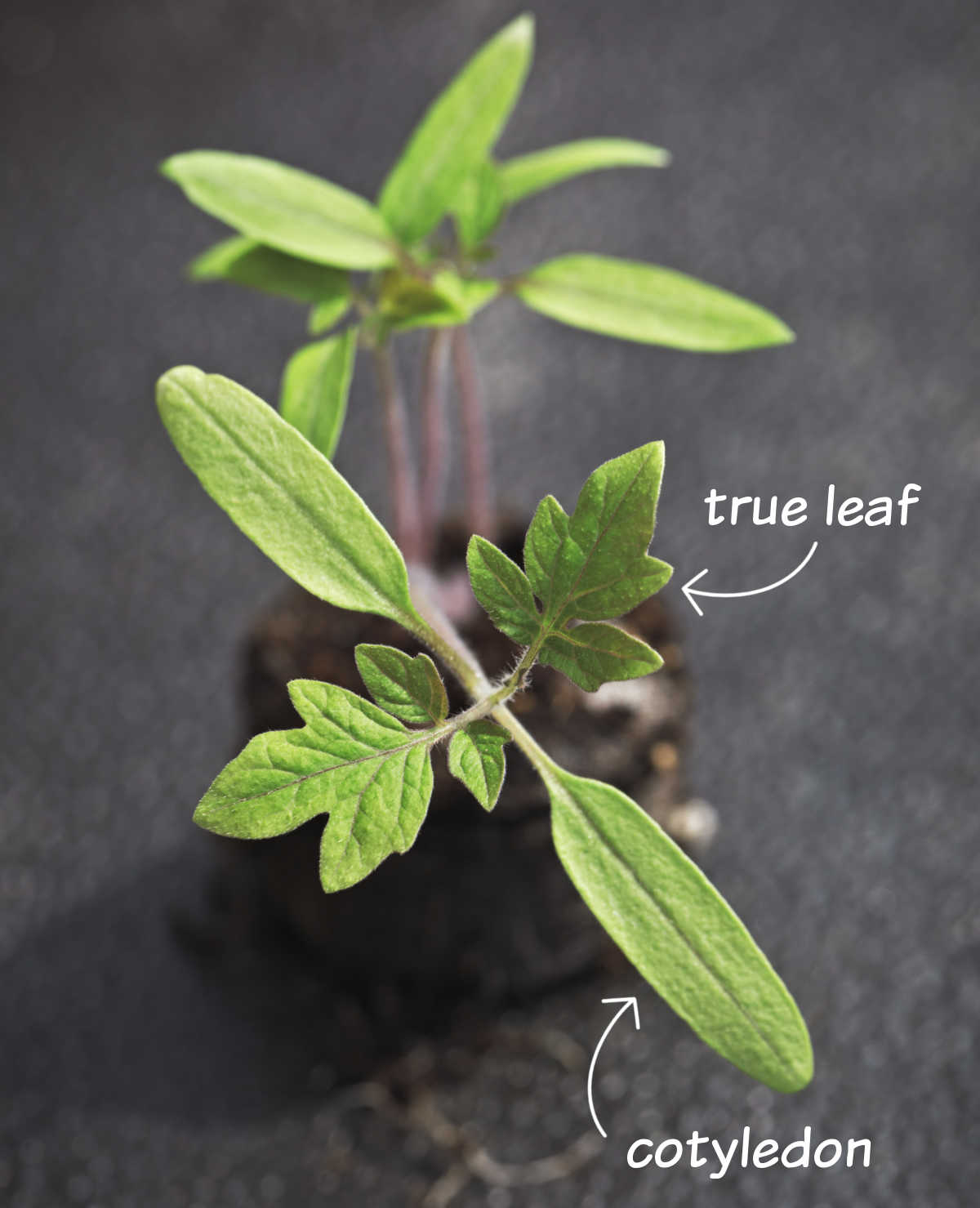 Cotyledon vs true leaf on a tomato seedling with labeled seed leaves and first true leaves.