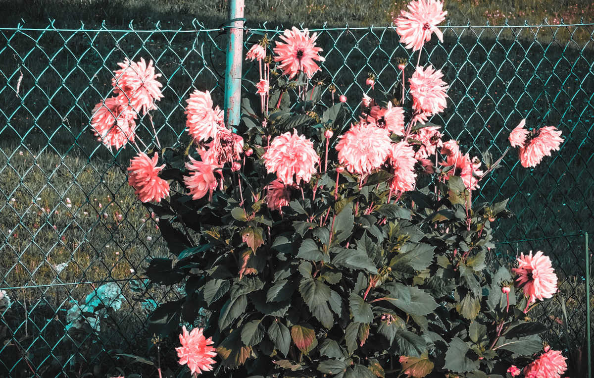 Pink dahlias in bloom used as privacy on a fence line.