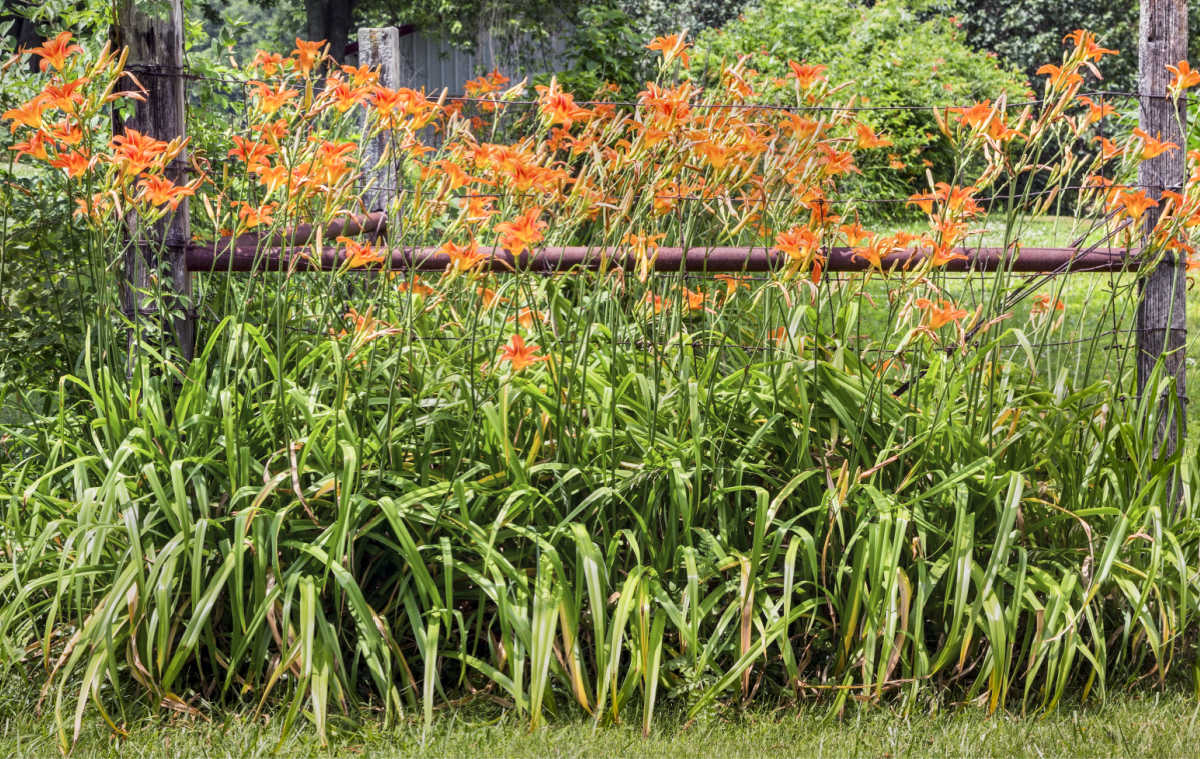 Orange daylilies in flower hiding a metal fence.