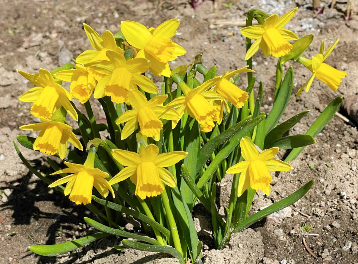One of the earliest blooming flowers in spring is the tete-a-tete daffodil shown here, freshly planted in soil.