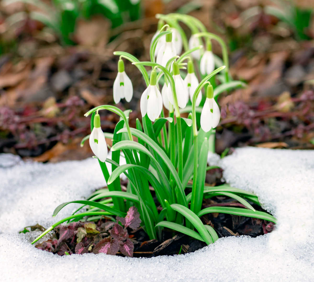 One of the earliest spring blooming flowers - snowdrops, blooming in a garden surrounded by snow.