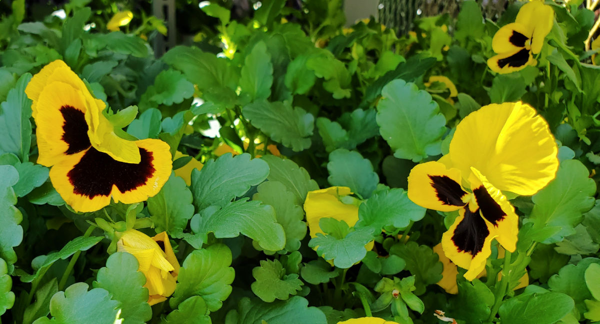 Close up of flowers of pansies in early spring.