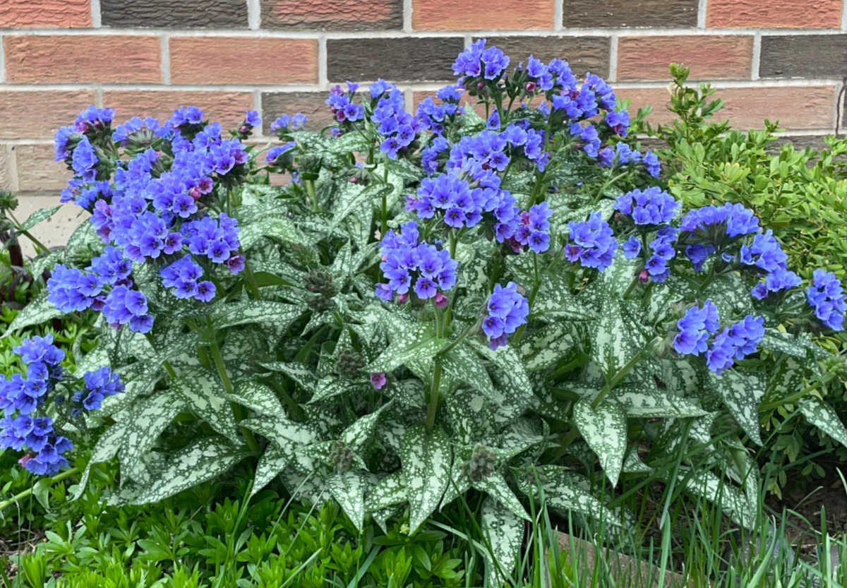 A clump of lungwort in full bloom against the wall of a brick house.