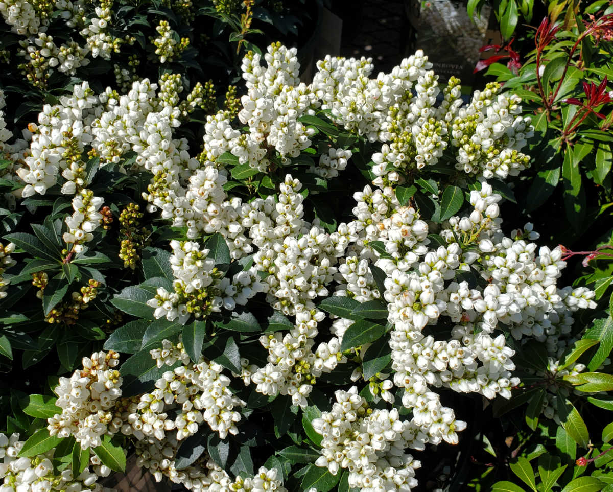 A Tiki Pieris plant in full bloom in a spring garden.