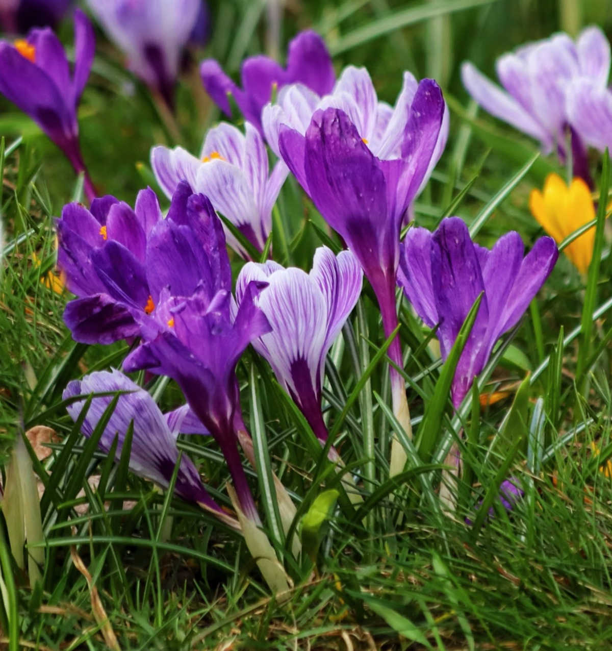 Early spring crocus bulbs blooming in a field.