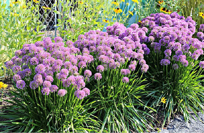 Clums of early spring alliums blooming next to a fenceline.
