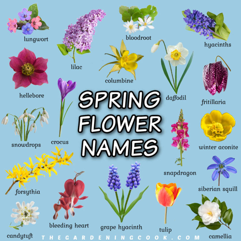 Pictures of flowers on a blue background with names of spring flowers under the images.