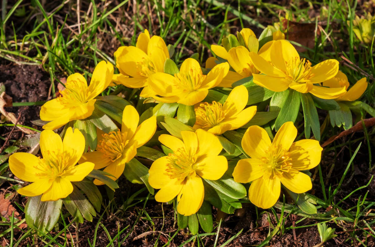 A cluster of yellow winter aconite flowers in bloom.