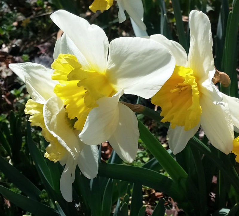 Close up of daffodils in a spring garden.
