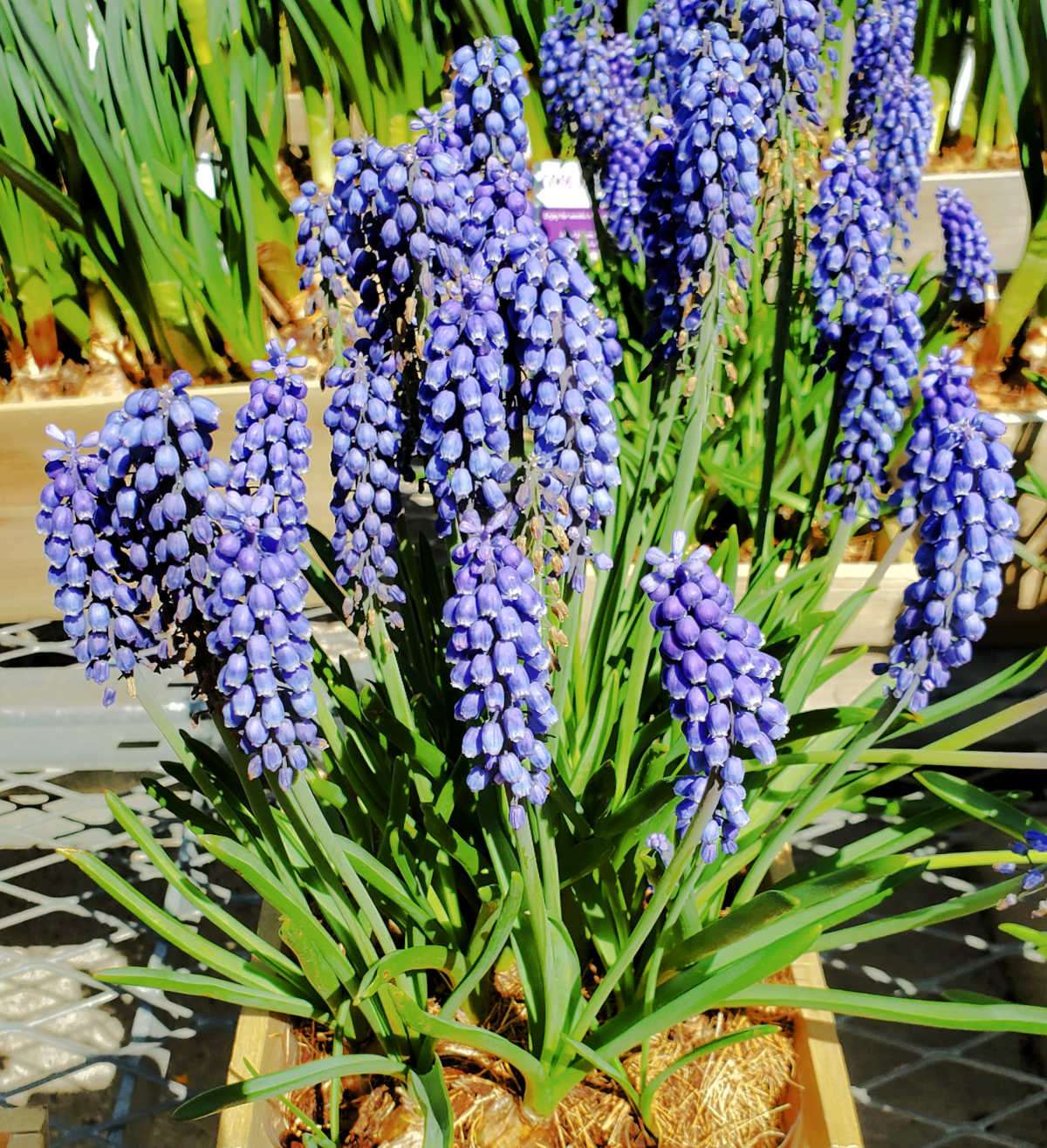 Purple grape hyacinth plants in full bloom in a wooden planter in spring.