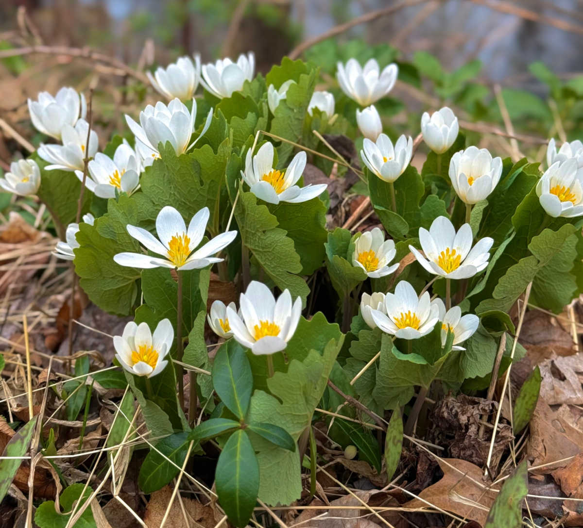 Bloodroot with white and yellow flowers growing in a spring garden.