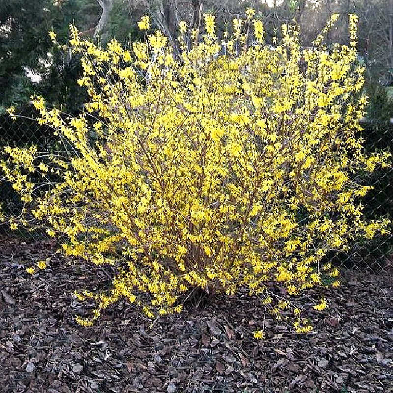 A fortythia shrub has one of the earliest blooming flowers to appear each spring.