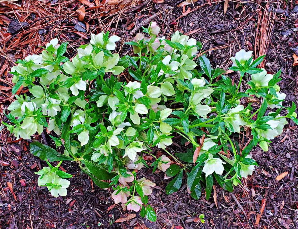 A lenten rose perennial in full bloom in early spring.