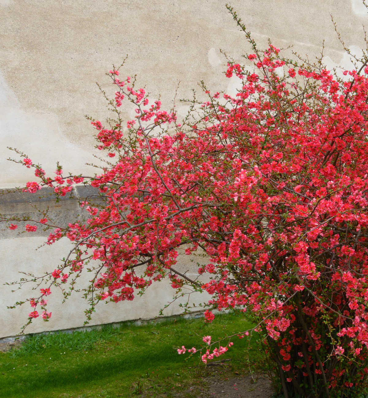 A red flowering quince next to a stucco wall in early spring.