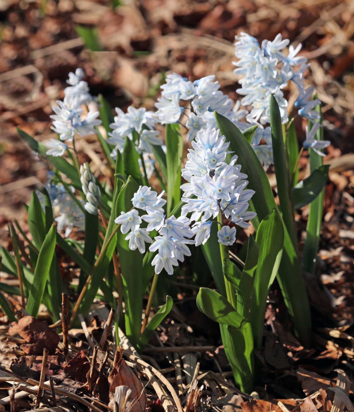 A cluster of striped squill flowers surrounded by mulch.