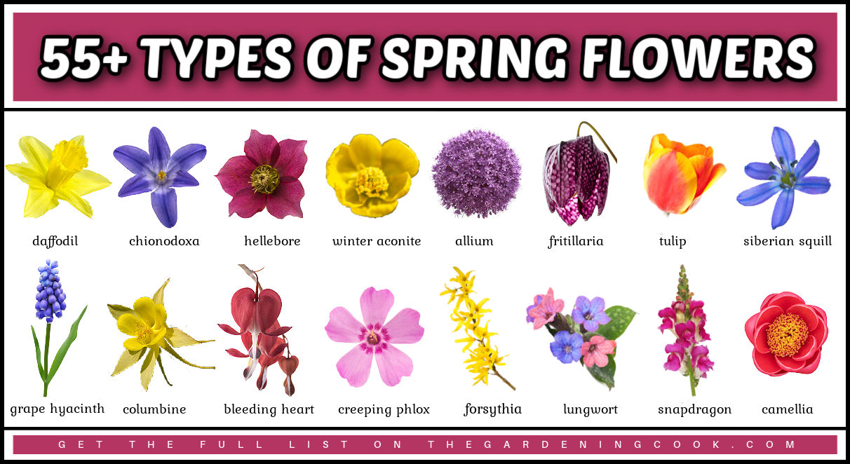 Close up images of early spring flowers in two rows.