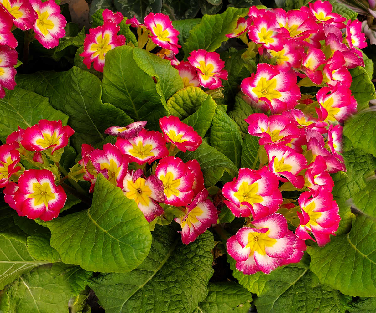 Clusters of pink and yellow primrose flowers in full bloom in early spring.