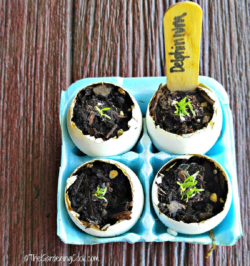 Using eggshells as seed starting pots for delphiniums.