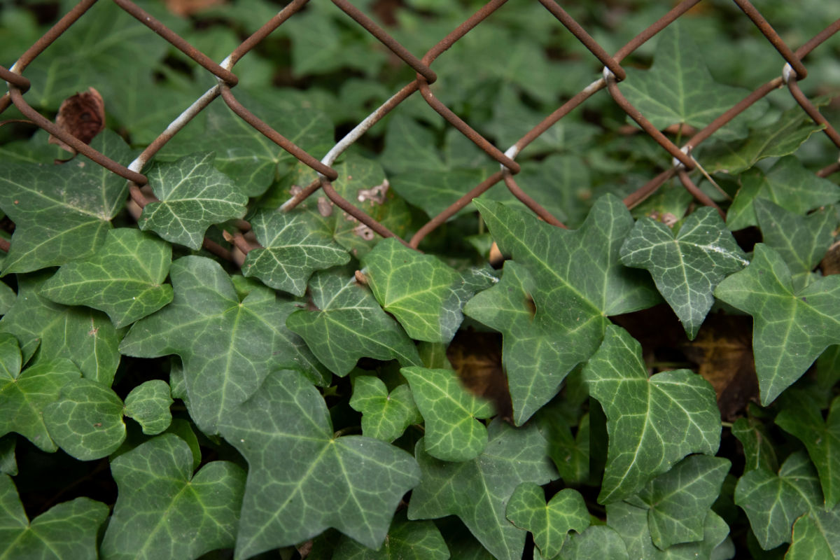 English ivy on a metal fence closeup photo.