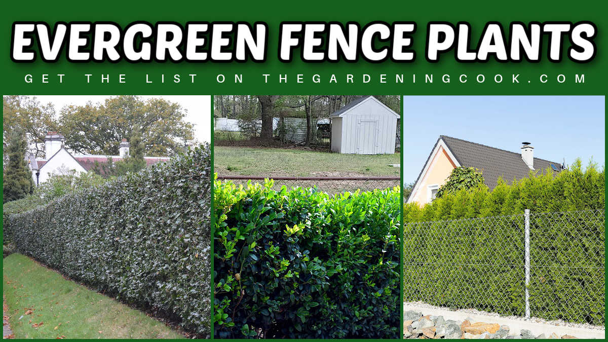 Pictures of evergreen fence plants to hide a chain link fence, including arborvitae, boxwood and holly.