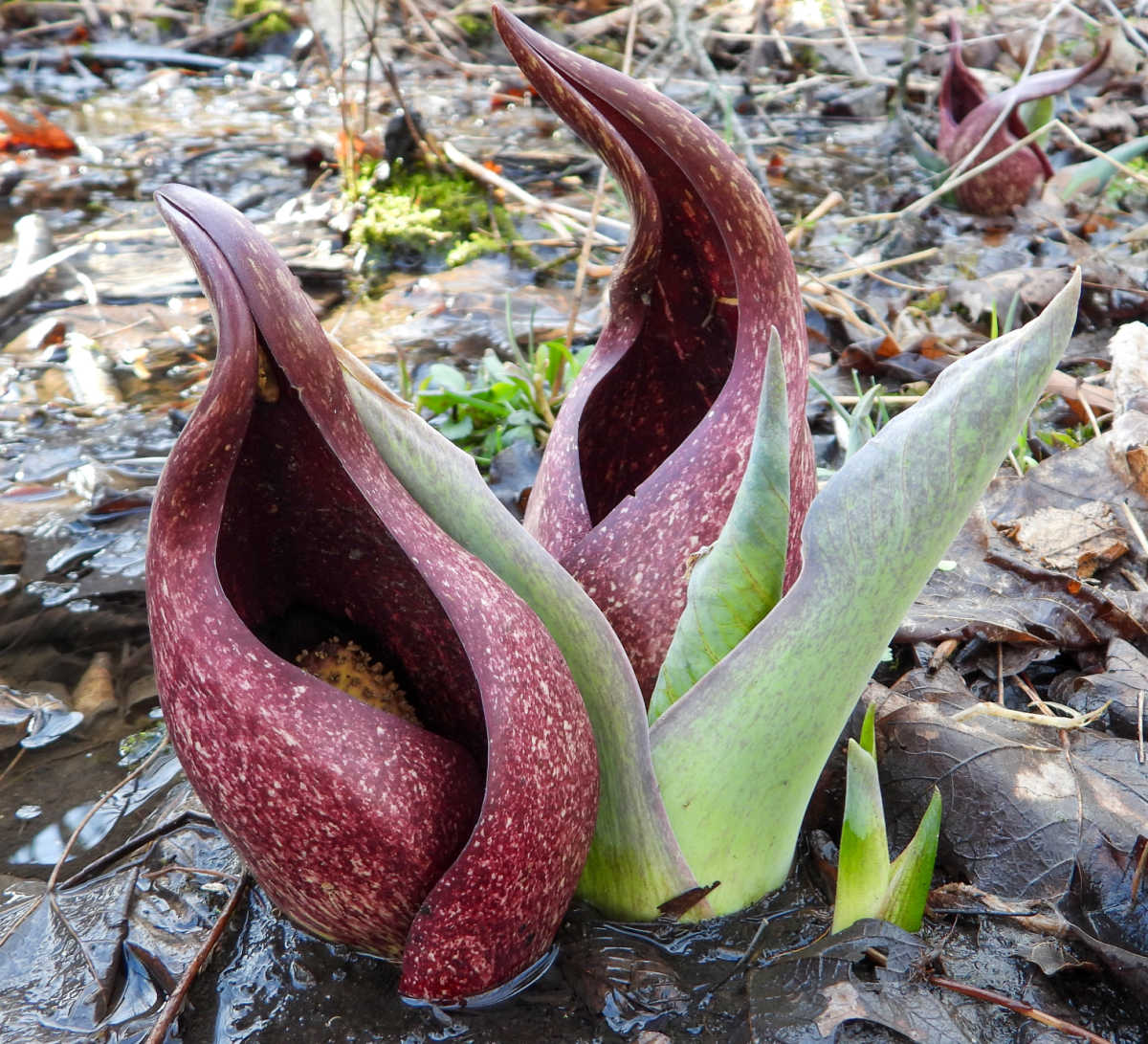 A skunk cabbage native plant growing a wetland environment.