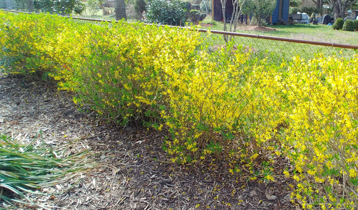A forsythia hedge in full bloom used to cover a chain link fence.