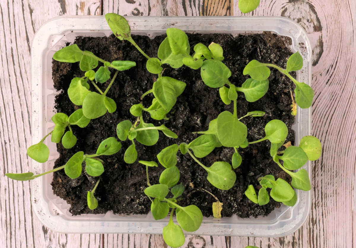 Multiple seedlings growing in a repurposed frozen meal container to start seeds.