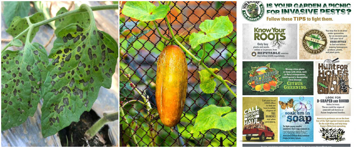 A collage showing images of garden problems: black spot on tomatoes, yellow cucumbers and invasive pests.