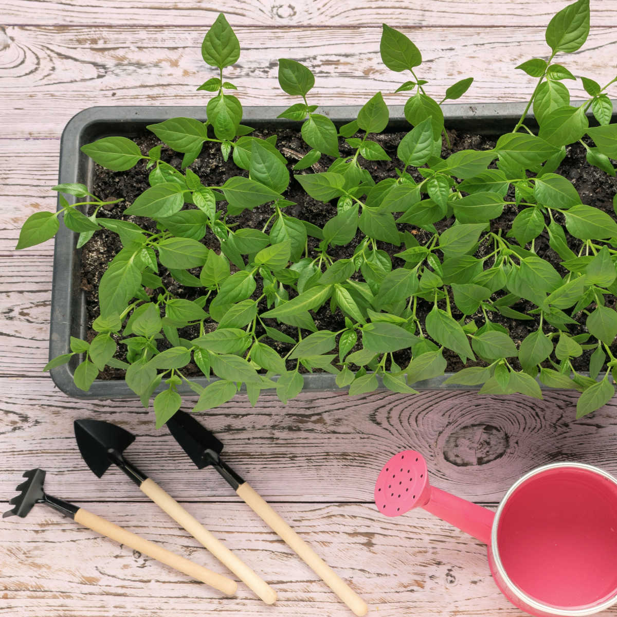 Griowing plants from seeds in a plastic tray with a small watering can and garden tools.