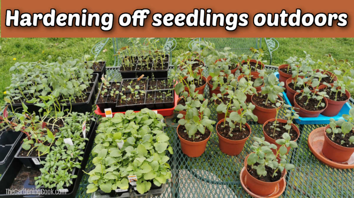 Seedlings on a table outdoors in trays and pots beginning the hardening off process before transplanting into the garden.