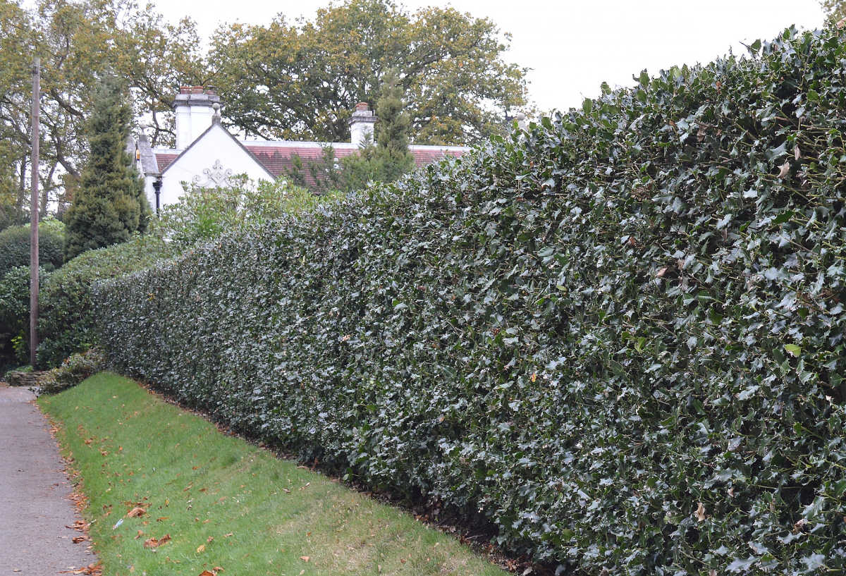 A holly hedge completely covering a chain link fence to provide dense privacy.