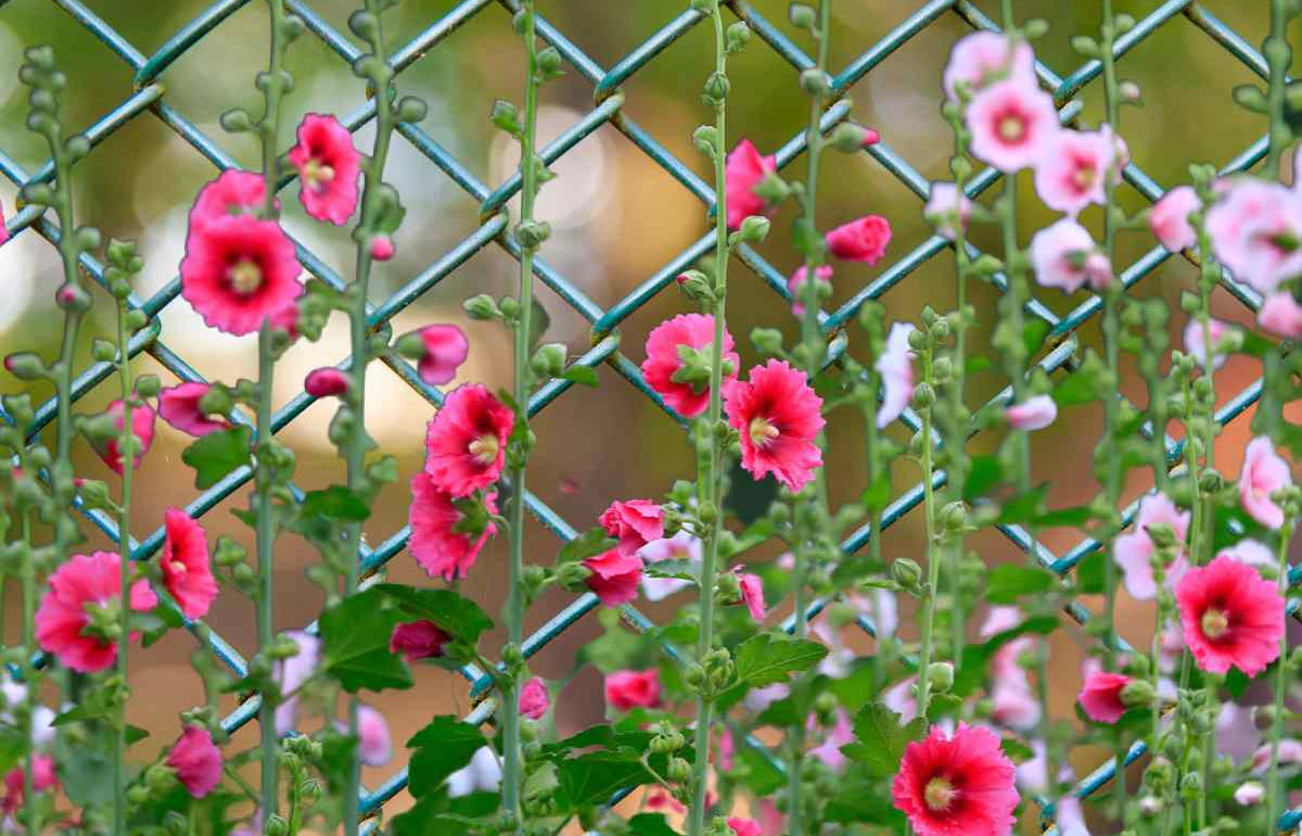 Pink hollyhocks in bloom growing beside a backyard fence.