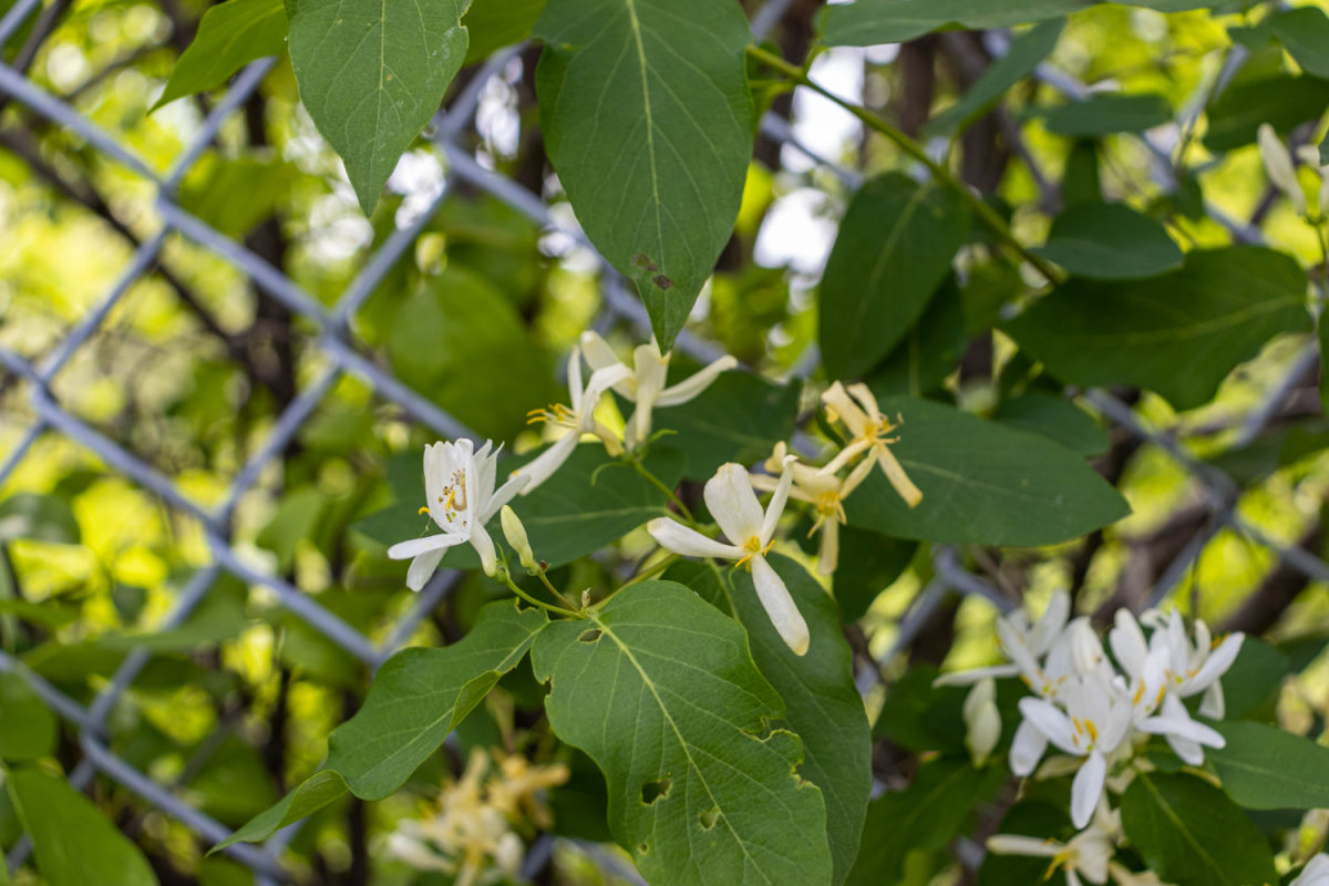 Honeysuckle vine covering a metal fence for privacy.