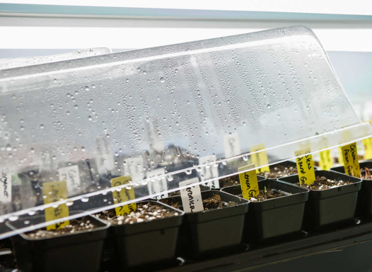 A humidity dome place over seeds provides extra humidity needed for germination.