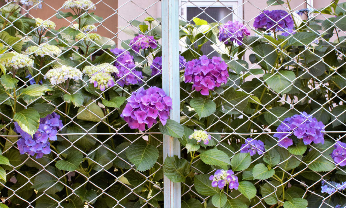 Foliage and blooms of a bigleaf hyrangea covering a metal garden fence.