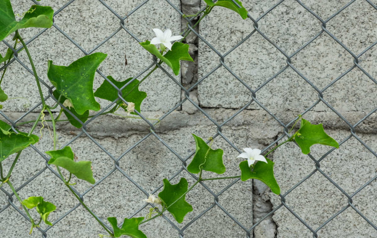 White flowers of ivy gourd vine, starting to fill in coverage on a metal fence.