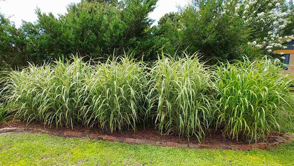 A row of Japanese silver grass plants completely covering a chain link fence.