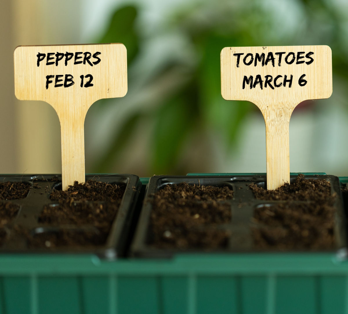 Peppers and tomato seeds in trays, labeled with date of planting.