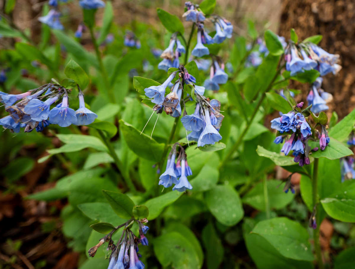 Virginia bluebells in full bloom in spring in a shady woodland setting.