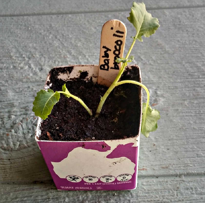 A milk carton seed starting continer holding a broccoli seedling.