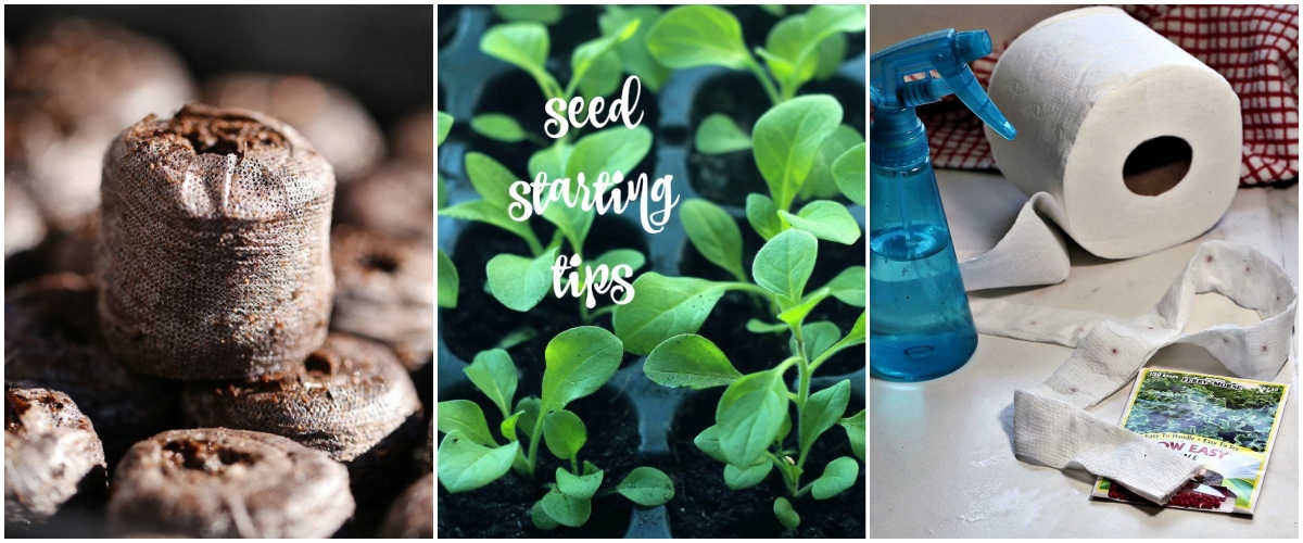 Images of peat pellets, toilet paper seed tape and seed starting tips in a collage.