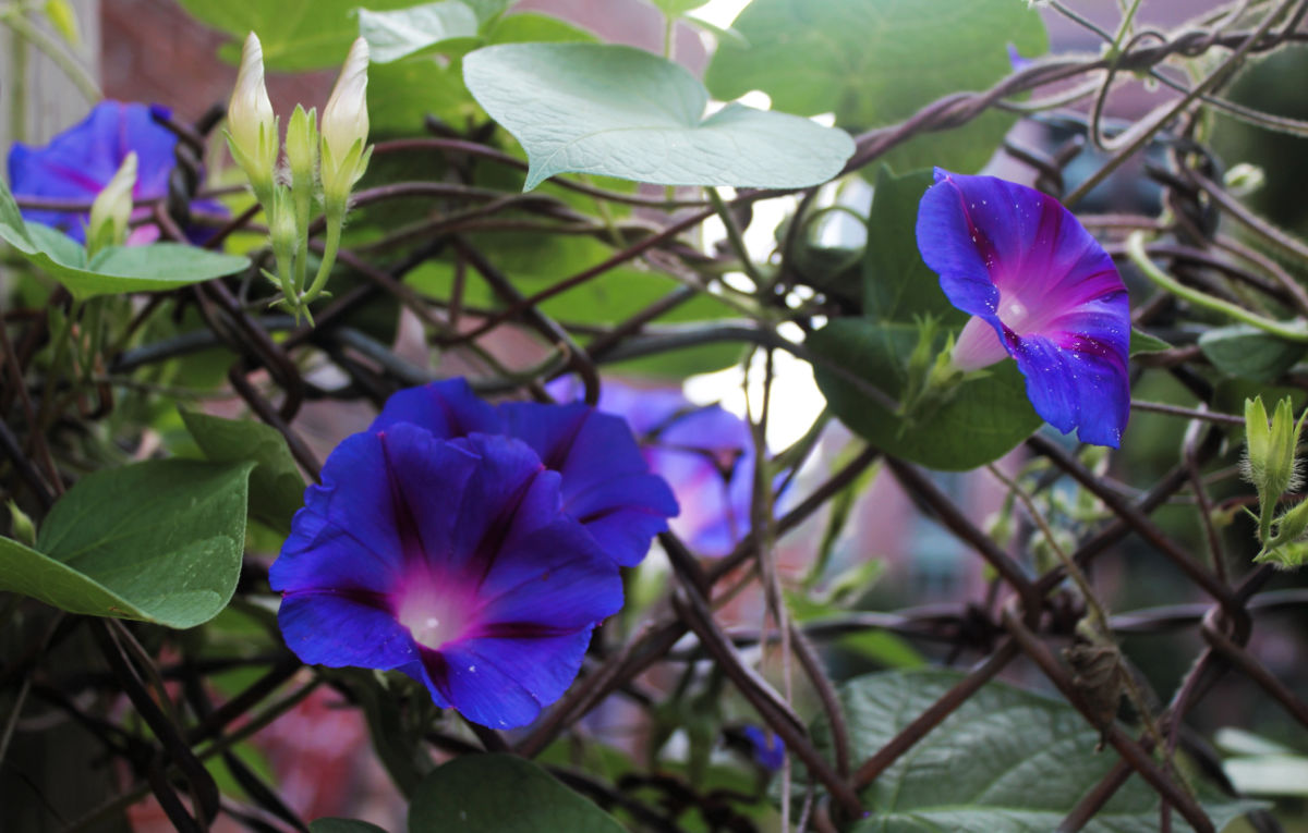 Purple morning glory flowers on a back yard fence.