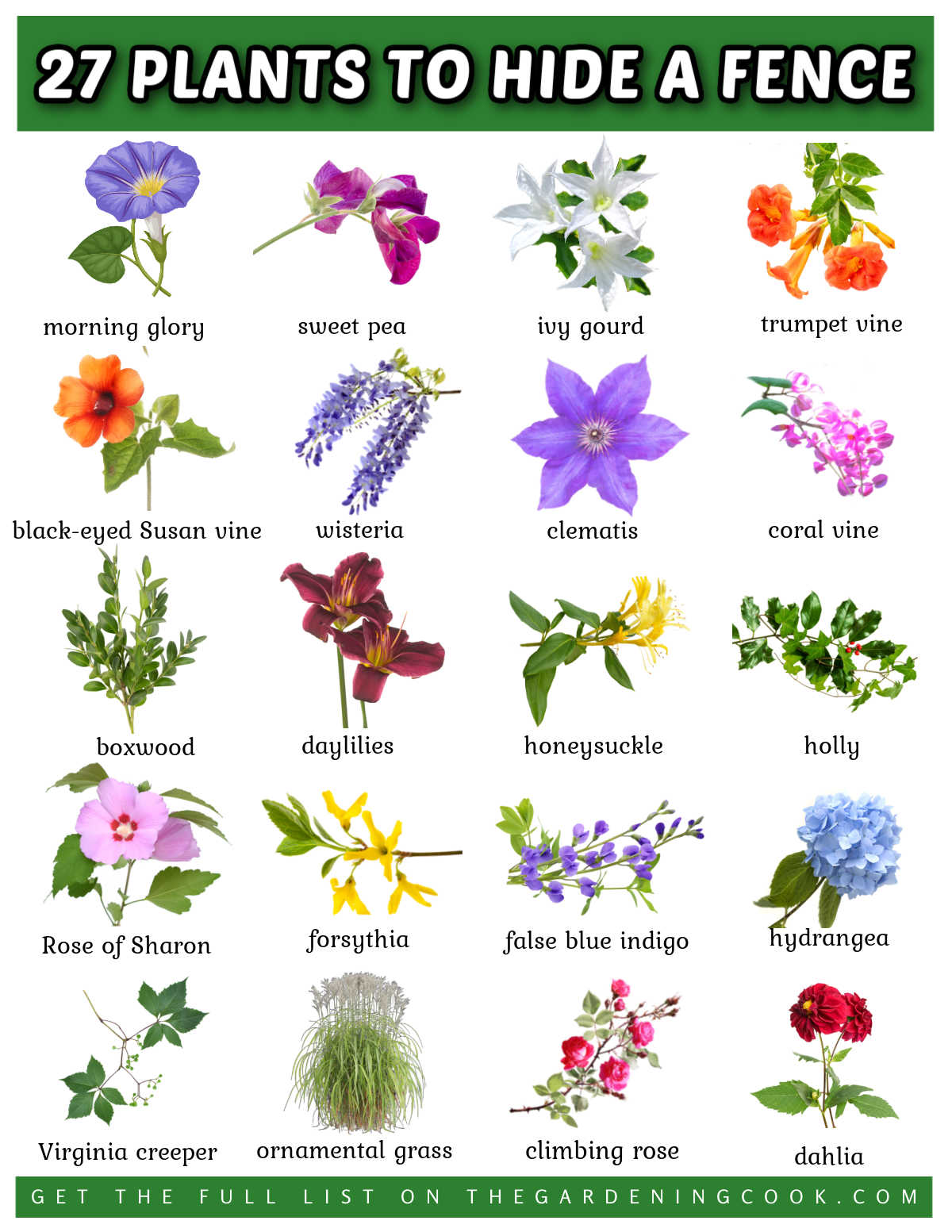 Pictures and names of plants to hide a fence in jpg format.