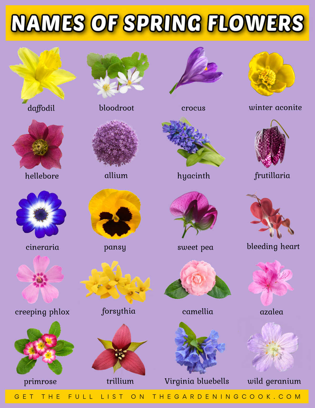 Free Printable - Names and Pictures of Spring Flowers A downloadable printable image showing pictures of spring flowers with names of the flowers below each image.