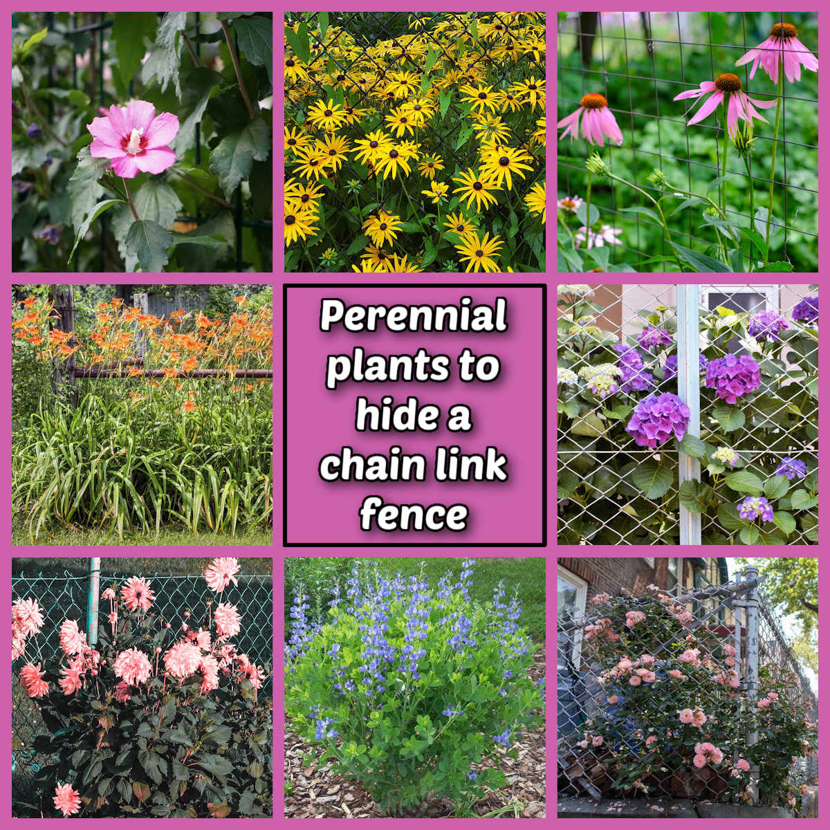 Pictures of perennial plants to hide a chain link fence, with names next to each plant photo.
